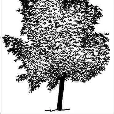 thumbnail for publication: Acer platanoides 'Crimson King': 'Crimson King' Norway Maple